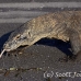 dragon_komodo_hsb_rinca_h_0919_kom2696.jpg